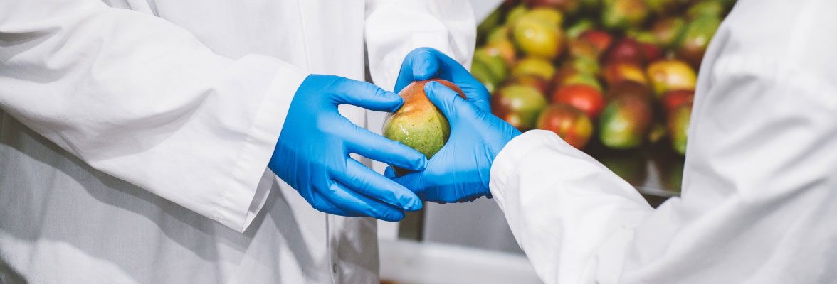 A close up of an employee handing an apple to another employee, both wearing blue gloves and white coats