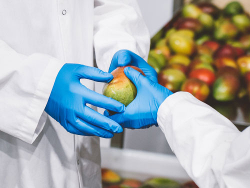 A close up of an employee handing an apple to another employee, both wearing blue gloves and white coats