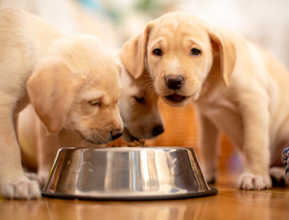 Three golden puppies eating from a food bowl