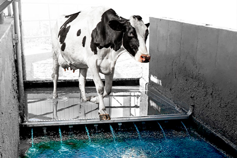 Cow using Hoofstrong cleaning solution